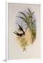 Evening Hummingbird, Rhodopis Vespera-John Gould-Framed Giclee Print