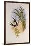 Evening Hummingbird, Rhodopis Vespera-John Gould-Framed Giclee Print