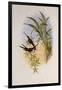 Evening Hummingbird, Rhodopis Vespera-John Gould-Framed Giclee Print