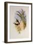 Evening Hummingbird, Rhodopis Vespera-John Gould-Framed Giclee Print