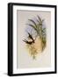 Evening Hummingbird, Rhodopis Vespera-John Gould-Framed Giclee Print