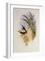 Evening Hummingbird, Rhodopis Vespera-John Gould-Framed Giclee Print