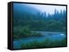 Evening in the Forest, Washington-Ethan Welty-Framed Stretched Canvas