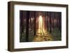 Evening in the Forest.-Boguslavus-Framed Photographic Print