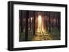 Evening in the Forest.-Boguslavus-Framed Photographic Print