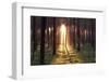 Evening in the Forest.-Boguslavus-Framed Photographic Print