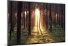 Evening in the Forest.-Boguslavus-Mounted Photographic Print