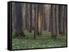 Evening in the Hainich National Park, Thuringia, Germany-Michael Jaeschke-Framed Stretched Canvas