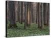 Evening in the Hainich National Park, Thuringia, Germany-Michael Jaeschke-Stretched Canvas