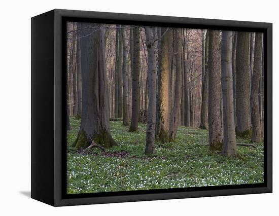 Evening in the Hainich National Park, Thuringia, Germany-Michael Jaeschke-Framed Stretched Canvas