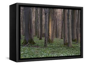 Evening in the Hainich National Park, Thuringia, Germany-Michael Jaeschke-Framed Stretched Canvas