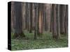 Evening in the Hainich National Park, Thuringia, Germany-Michael Jaeschke-Stretched Canvas