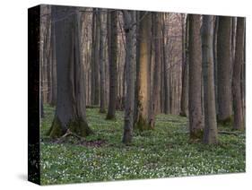 Evening in the Hainich National Park, Thuringia, Germany-Michael Jaeschke-Stretched Canvas