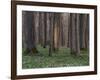 Evening in the Hainich National Park, Thuringia, Germany-Michael Jaeschke-Framed Photographic Print