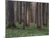 Evening in the Hainich National Park, Thuringia, Germany-Michael Jaeschke-Mounted Photographic Print