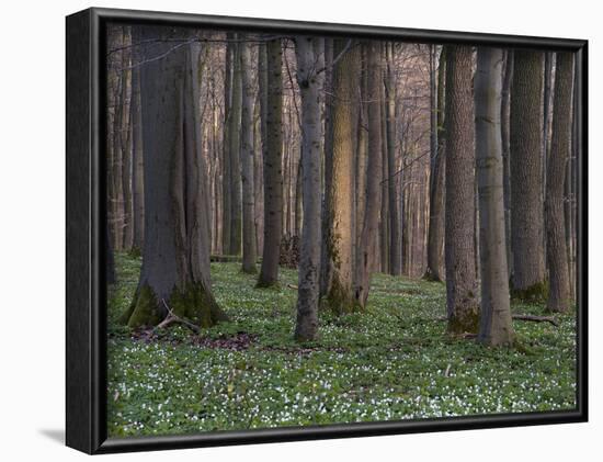 Evening in the Hainich National Park, Thuringia, Germany-Michael Jaeschke-Framed Photographic Print