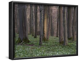 Evening in the Hainich National Park, Thuringia, Germany-Michael Jaeschke-Framed Photographic Print