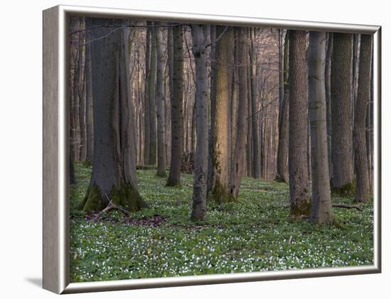 Evening in the Hainich National Park, Thuringia, Germany-Michael Jaeschke-Framed Photographic Print