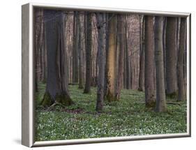 Evening in the Hainich National Park, Thuringia, Germany-Michael Jaeschke-Framed Photographic Print