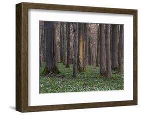 Evening in the Hainich National Park, Thuringia, Germany-Michael Jaeschke-Framed Photographic Print