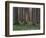 Evening in the Hainich National Park, Thuringia, Germany-Michael Jaeschke-Framed Photographic Print