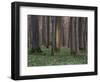 Evening in the Hainich National Park, Thuringia, Germany-Michael Jaeschke-Framed Photographic Print