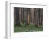 Evening in the Hainich National Park, Thuringia, Germany-Michael Jaeschke-Framed Photographic Print