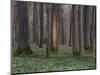 Evening in the Hainich National Park, Thuringia, Germany-Michael Jaeschke-Mounted Photographic Print