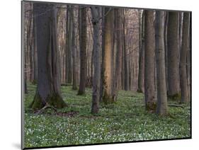 Evening in the Hainich National Park, Thuringia, Germany-Michael Jaeschke-Mounted Photographic Print