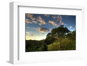 Evening Jungle Trees II-Nish Nalbandian-Framed Art Print