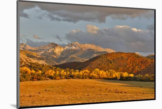 Evening last light San Juan Mountains autumn colors off of Owl Road near Ridgway, Colorado.-Darrell Gulin-Mounted Photographic Print