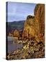 Evening Light on Basalt Cliffs-Steve Terrill-Stretched Canvas