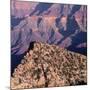 Evening Light on Freya Castle, Grand Canyon National Park-John Barger-Mounted Photographic Print