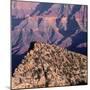 Evening Light on Freya Castle, Grand Canyon National Park-John Barger-Mounted Photographic Print