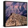 Evening Light on Freya Castle, Grand Canyon National Park-John Barger-Framed Stretched Canvas