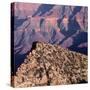 Evening Light on Freya Castle, Grand Canyon National Park-John Barger-Stretched Canvas