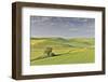 Evening light on rolling hills and wheat fields near Colfax, Eastern Washington-Darrell Gulin-Framed Photographic Print