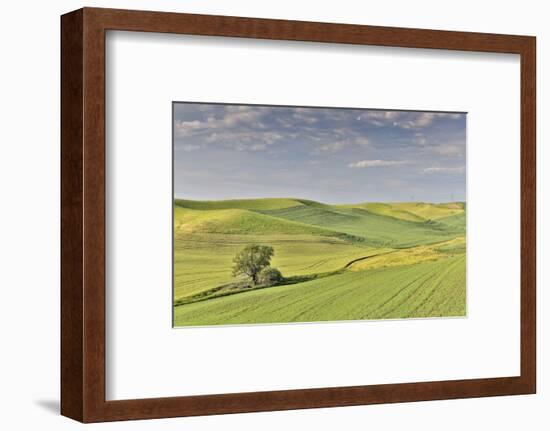 Evening light on rolling hills and wheat fields near Colfax, Eastern Washington-Darrell Gulin-Framed Photographic Print