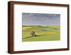 Evening light on rolling hills and wheat fields near Colfax, Eastern Washington-Darrell Gulin-Framed Photographic Print