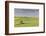 Evening light on rolling hills and wheat fields near Colfax, Eastern Washington-Darrell Gulin-Framed Photographic Print