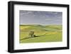 Evening light on rolling hills and wheat fields near Colfax, Eastern Washington-Darrell Gulin-Framed Photographic Print