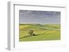 Evening light on rolling hills and wheat fields near Colfax, Eastern Washington-Darrell Gulin-Framed Photographic Print