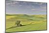 Evening light on rolling hills and wheat fields near Colfax, Eastern Washington-Darrell Gulin-Mounted Photographic Print