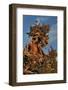 Evening Light on Weathered Whitebark Pine Tree-Steve Terrill-Framed Photographic Print