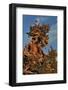 Evening Light on Weathered Whitebark Pine Tree-Steve Terrill-Framed Photographic Print