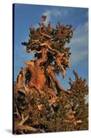 Evening Light on Weathered Whitebark Pine Tree-Steve Terrill-Stretched Canvas
