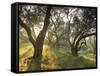 Evening Light Shining Through Olive Trees, Paxos, Ionian Islands, Greek Islands, Greece, Europe-Mark Banks-Framed Stretched Canvas