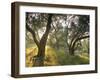 Evening Light Shining Through Olive Trees, Paxos, Ionian Islands, Greek Islands, Greece, Europe-Mark Banks-Framed Photographic Print