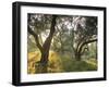 Evening Light Shining Through Olive Trees, Paxos, Ionian Islands, Greek Islands, Greece, Europe-Mark Banks-Framed Photographic Print