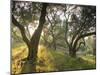 Evening Light Shining Through Olive Trees, Paxos, Ionian Islands, Greek Islands, Greece, Europe-Mark Banks-Mounted Photographic Print